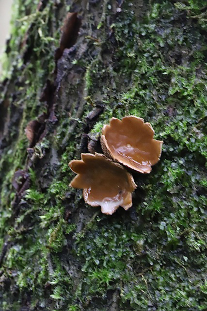 Photo © Phil Townsend Encoelia furfuracea by Phil Townsend